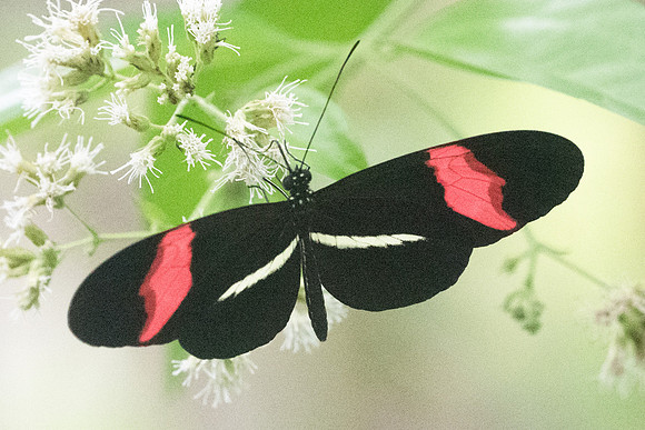 Heliconius erato petiverana-1111