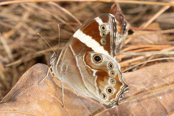 Lethe confusa-3192- Mae Kampong - 22/03/25