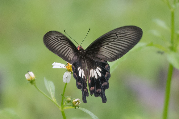Pachliopta aristolochiae asteris -6988 - Khao Phanom Bencha National Park - 27/11/23