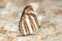 Neptis yerburii-5240