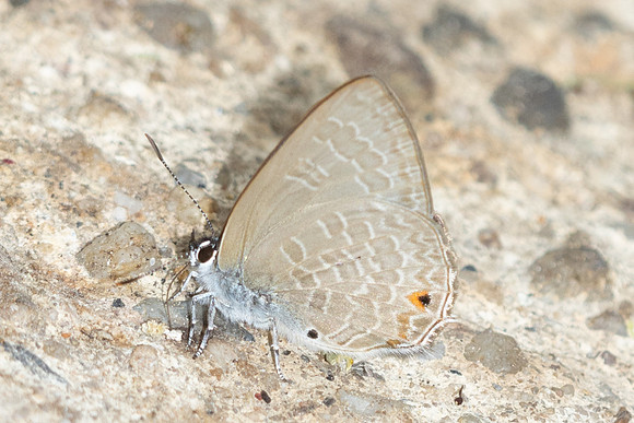 Anthene emolus-6516 - Doi Suthep - 28/03/25