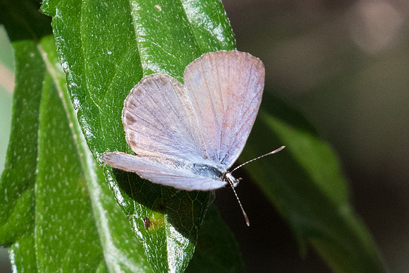 Chilades lajus tavoyanus - 9441 - Koh Samui - 16/03/23