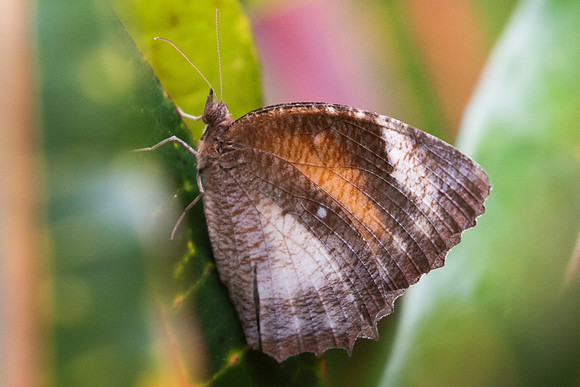 Elymnias hypermnestra tinctoria -6265 - Phanom Bencha Mountain Resort - 24/11/23