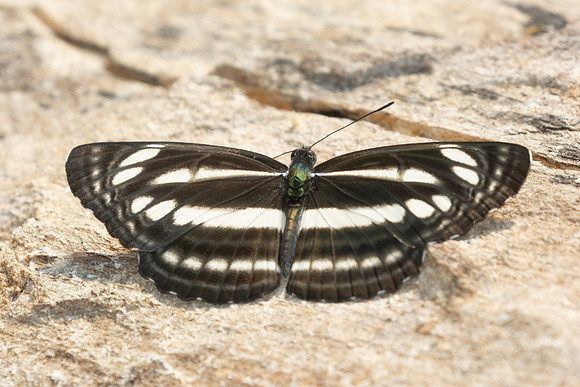 Neptis sp-3501- Doi Inthanon - 23/03/25
