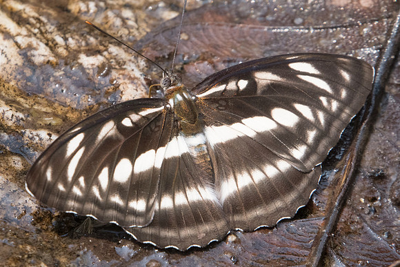 Athyma selenophora ♀-2827 - Doi-Suthep - 8/03/23
