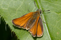 Thymelicus lineola-9956 -
