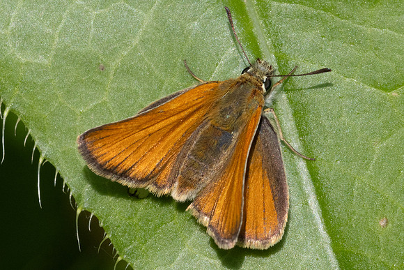 Thymelicus lineola-9956 -