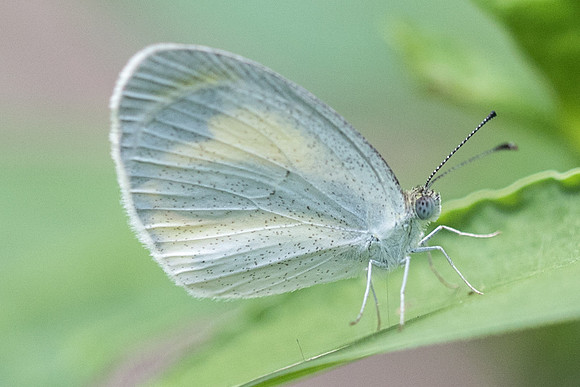 Eurema daira-1661