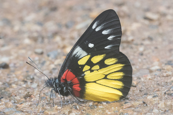 Delias pasithoe pasithoe-2604 - Chiang Dao- 15/11/23