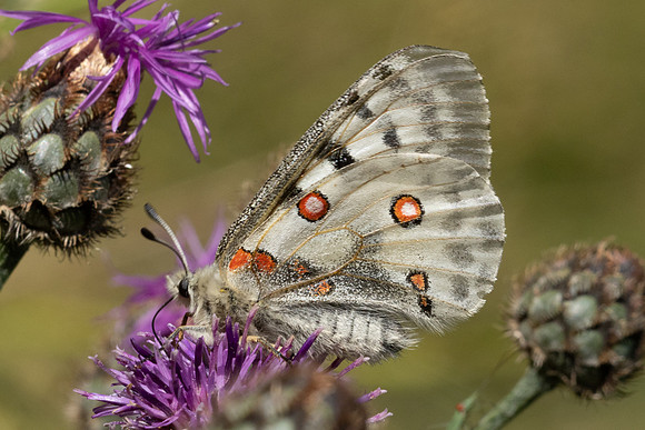 Parnassius apollo-3248