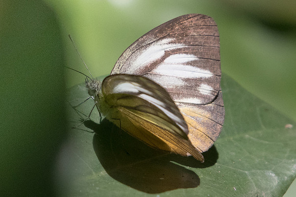 Cepora iudith malaya ♀-2189 Koh Samui - 19/03/23