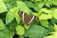 Anartia fatima-2160