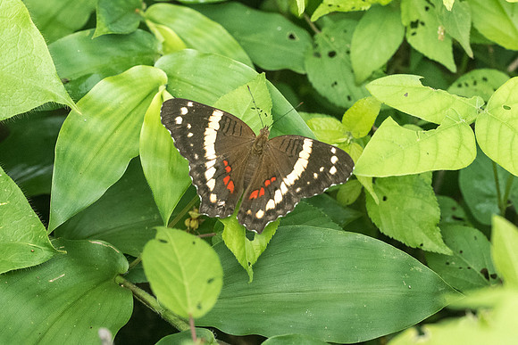 Anartia fatima-2160