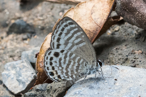 Nacaduba angusta-4802 - Phanom Bencha Mountain - 23/11/23