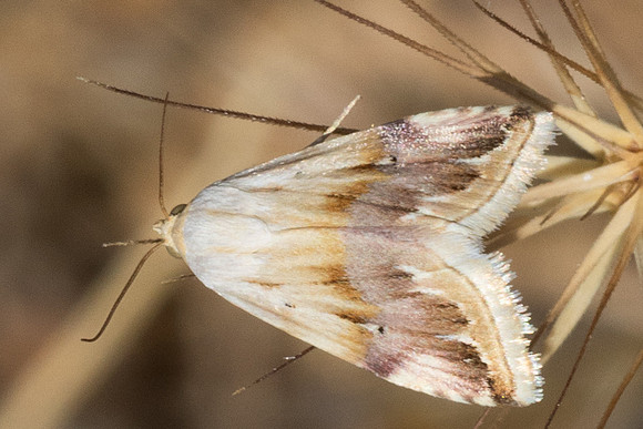 Eublemma ostrina _9599 - Artigues - 8/06/25