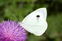 Pieris brassicae-8313 - Puy de Rians - 3 juin 25