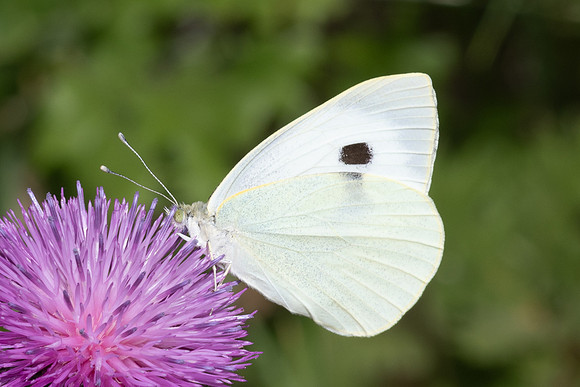Pieris brassicae-8313 - Puy de Rians - 3 juin 25