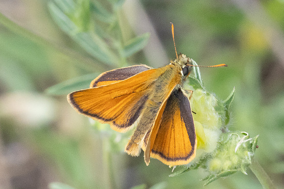 Thymelicus sylvestris-9965