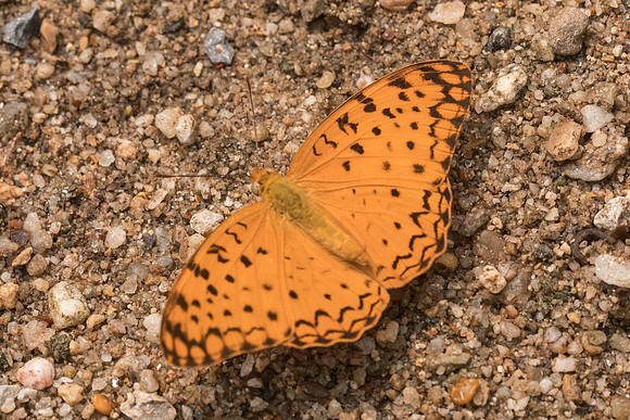 Phalanta phalantha phalantha -4046 - Chiang dao - 12/03/23