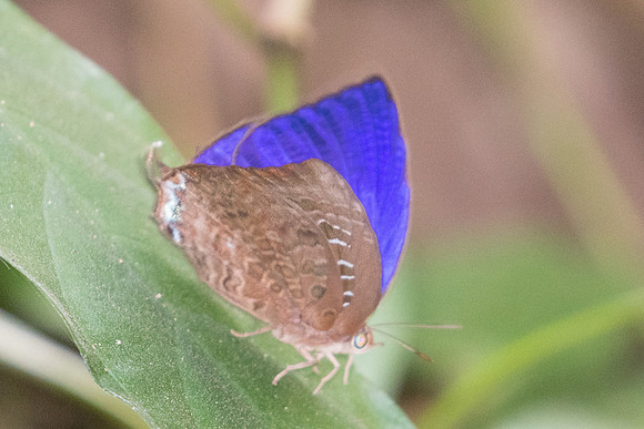 Arhopala centaurus nakula-2097 - Koh Samui - 19/03/23