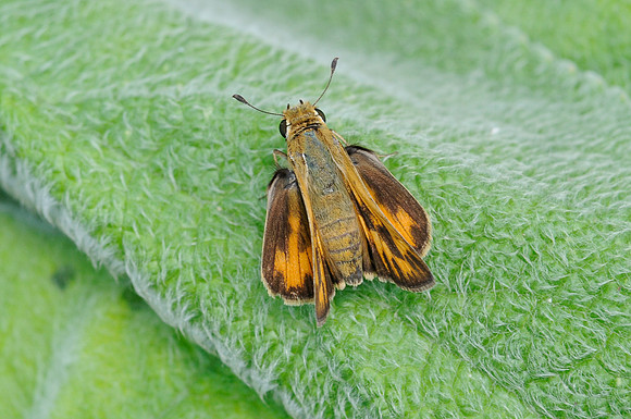 22072012-Heraclides cresphontes-4356