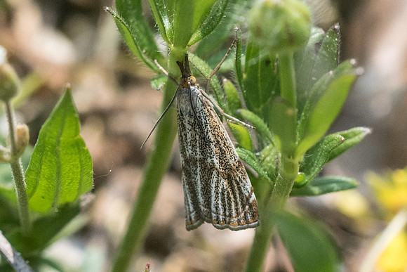 Thisanotia chrysonuchella 4431 - Fontainebleau - 30/04/22