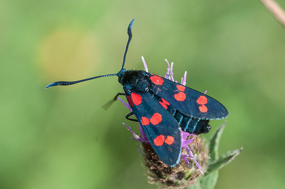 Zygaena filipendulae-3650