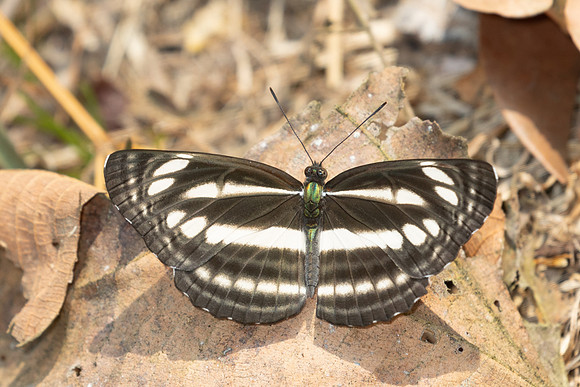 Neptis sp-3500- Doi Inthanon - 23/03/25