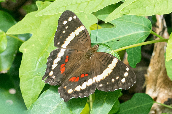 Anartia fatima-2147
