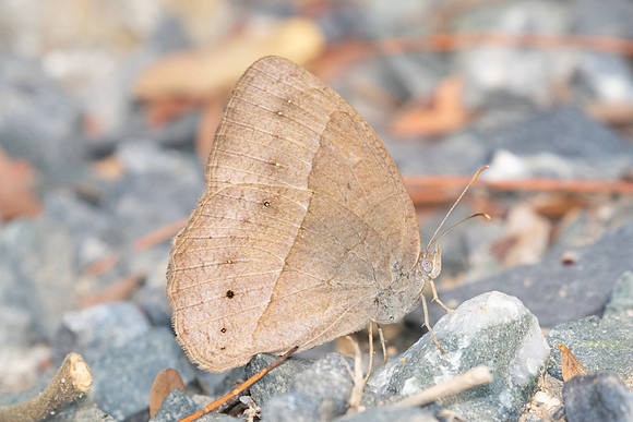 Mycakesis sp-3402