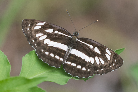 Neptis hylas-4193 - Krabi - 22/11/23