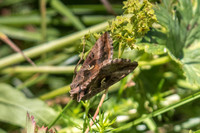 Autographa gamma_1806
