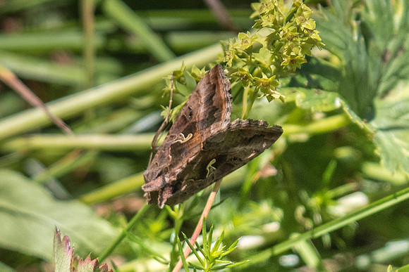 Autographa gamma_1806