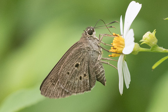 Suastus gremius-4218 - Krabi - 22/11/23