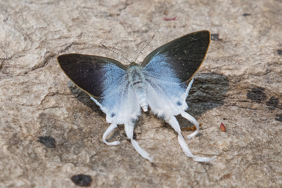Zeltus amasa - 3306 Doi Suthep - 8/03/23