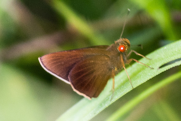Matapa aria-6375 - Krabi - 25/11/23