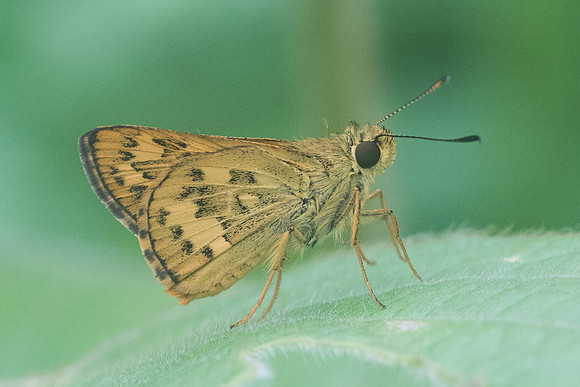 Potanthus trachala-3822 - Krabi - 22/11/23