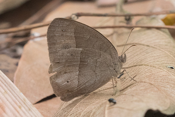 Mycalesis visala visala-4677 - Chiang Dao - 12/03/23