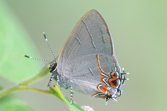 Calycopis sp-1311