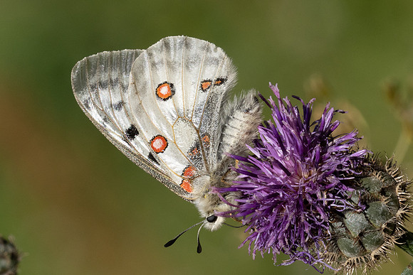 Parnassius apollo-3260