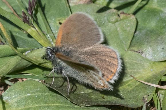 Coenonympha sp id - 1876 - Cervieres - 1/07/24