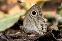 Ypthima sp-3506 - Chiang Dao - 19/03/24