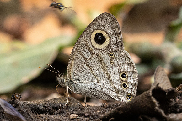 Ypthima sp-3506 - Chiang Dao - 19/03/24