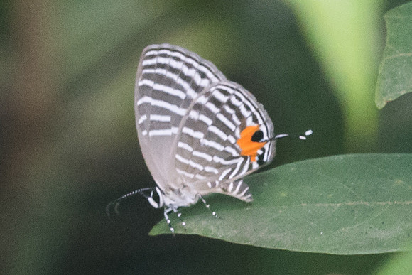Jamides malaccanus malaccanus-1850 - Koh Samui - 19/03/23