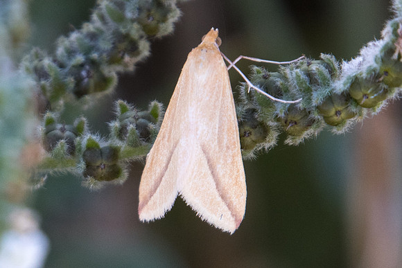 Rhodometra sacraria - 8837