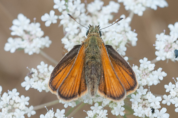 Thymelicus sylvestris-2606 3/08/13