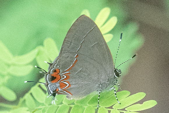 Calycopis-1551