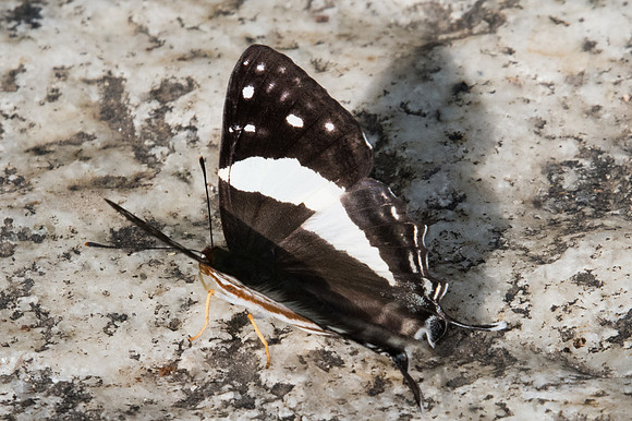 Dodona deodata-0865 - Doi-Suthep - 13/11/23