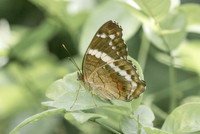 Anartia fatima-0859