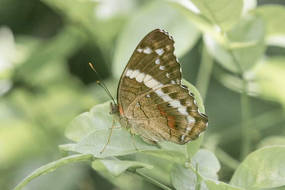 Anartia fatima-0859
